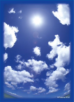 ブロッコリーハイブリッドスリーブ「あの夏の青空」2022