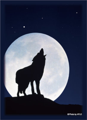 ブロッコリーハイブリッドスリーブ  ｢月下の孤影｣ 2025